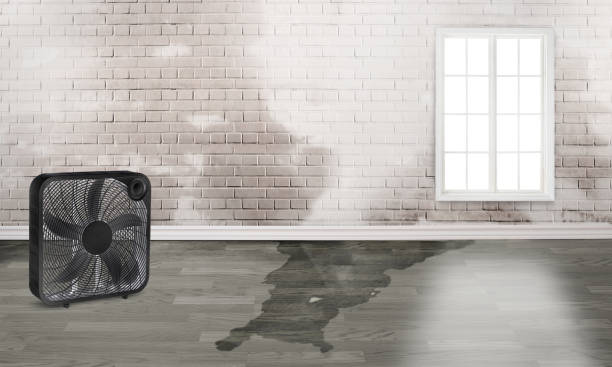 Best Water damage restoration experts  in Creston, IA